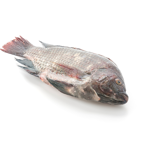 Pescado Tilapia