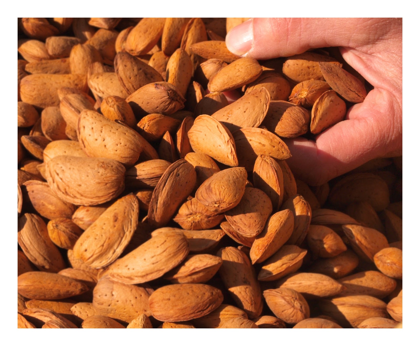 Almendra - Imagen 2